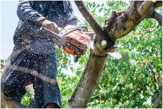 tree services Carlton